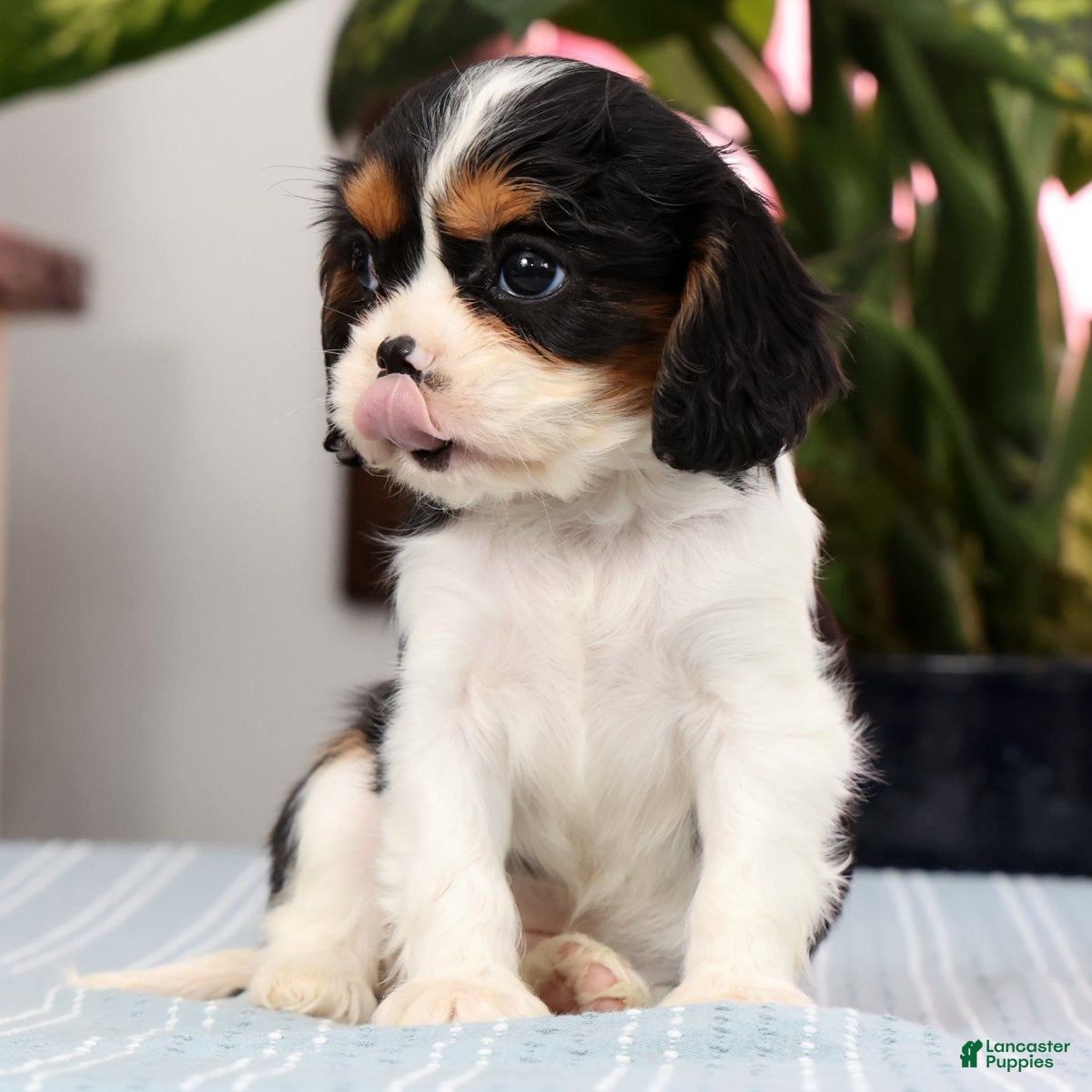 Cavalier King Charles Spaniel dogs Peaches - Ad 2