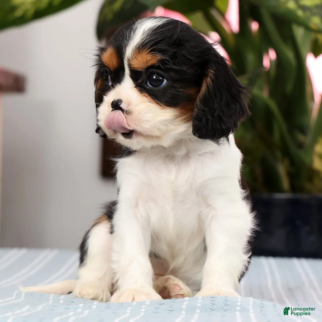 Cavalier King Charles Spaniel dogs for sale: Peaches - Ad 2
