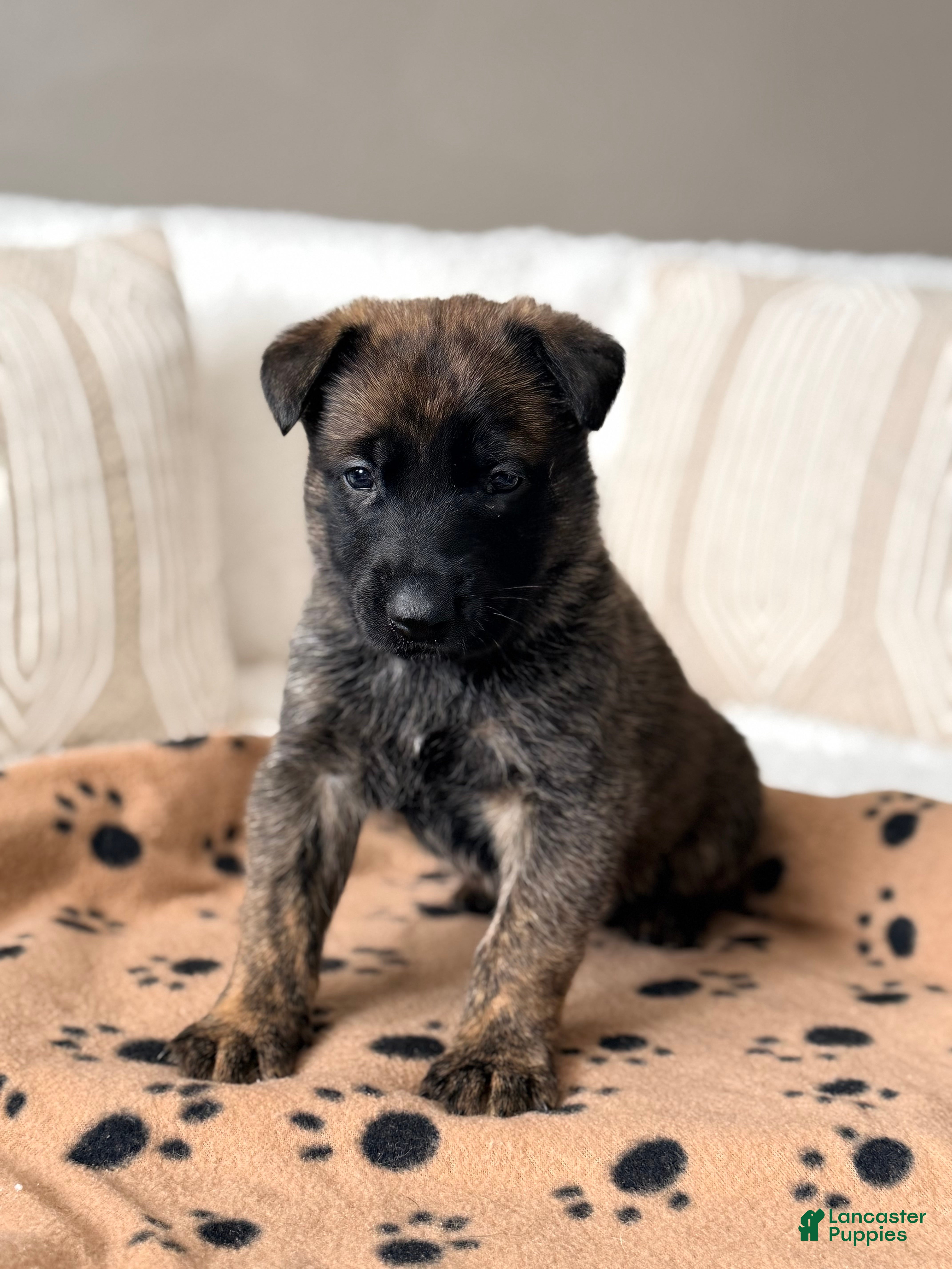 Mixed Breed dogs Mixed Breed Puppy 5 - Ad 19