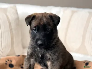 Mixed Breed dogs Mixed Breed Puppy 5 - Ad 19