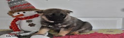 Norwegian Elkhound dogs for sale: Max - Ad 3