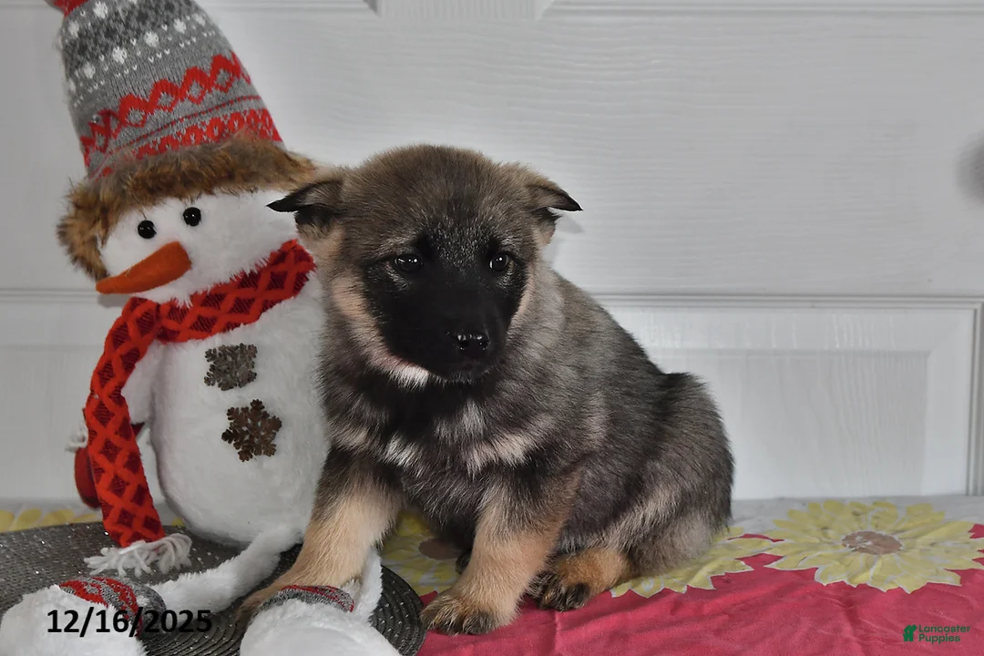 Norwegian Elkhound dogs for sale: Max - Ad 3