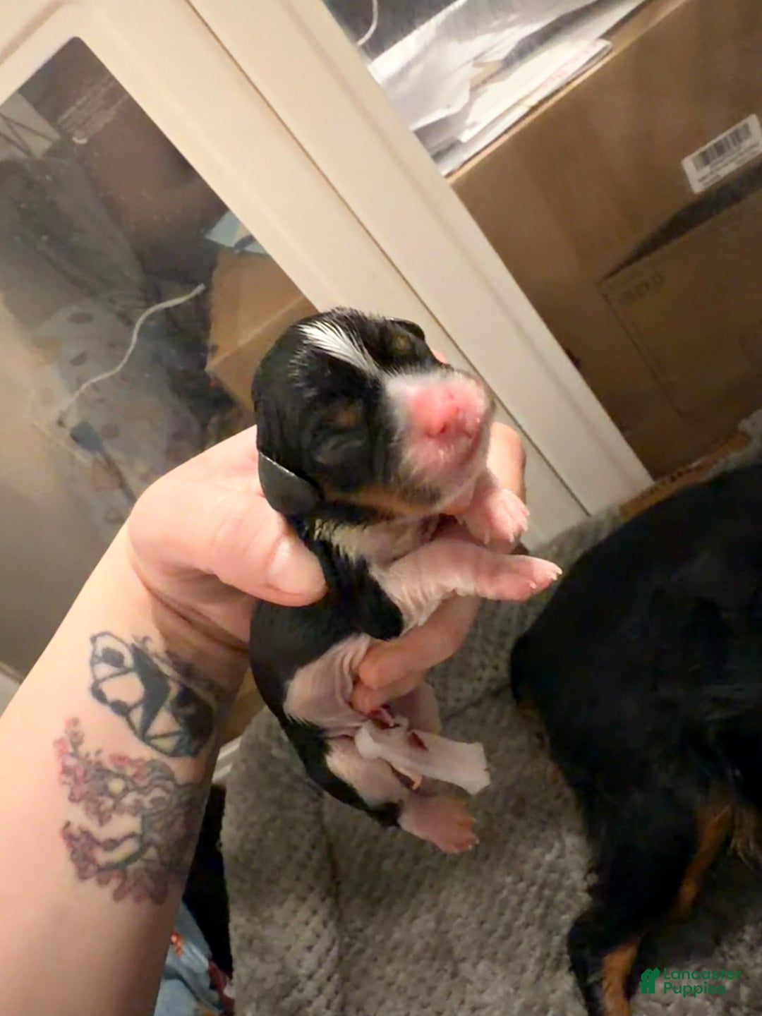 Cavalier King Charles Spaniel dogs for sale: Cavalier King Charles Spaniel Puppy 1 - Ad 1