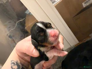 Cavalier King Charles Spaniel dogs Cavalier King Charles Spaniel Puppy 1 - Ad 4