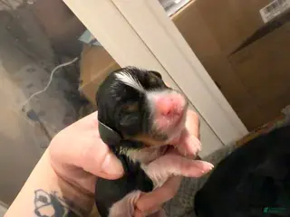 Cavalier King Charles Spaniel dogs Cavalier King Charles Spaniel Puppy 1 - Ad 4