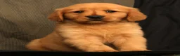 Golden Retriever dogs for sale: Amber - Ad 6