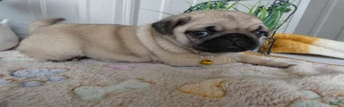 Pug Puppy 2 Olivia