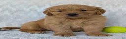 Golden Retriever dogs for sale: Hunter - Ad 10