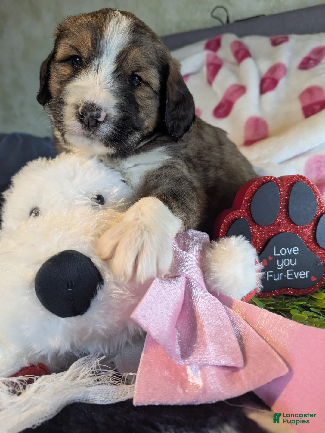 Mixed Breed dogs for sale: Sydney  - Ad 3