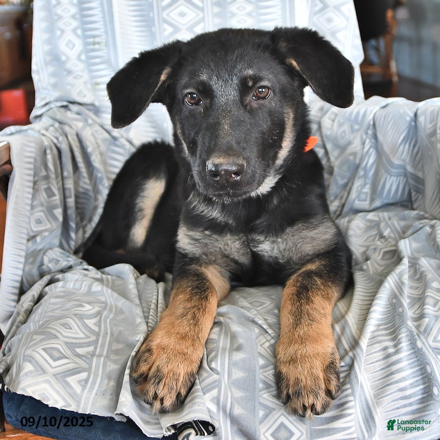 Shepherd Dog Month Old German Shepherd Lab Mix German Shepherd