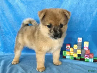 Mixed Breed dogs for sale: Luigi - Ad 3