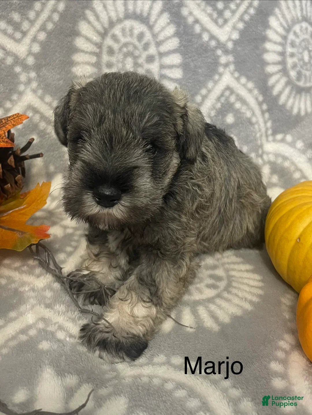 Miniature Schnauzer dogs for sale: Miniature Schnauzer 1 - Ad 4