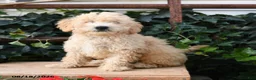 Maltipoo dogs for sale: Biscuit - Ad 3