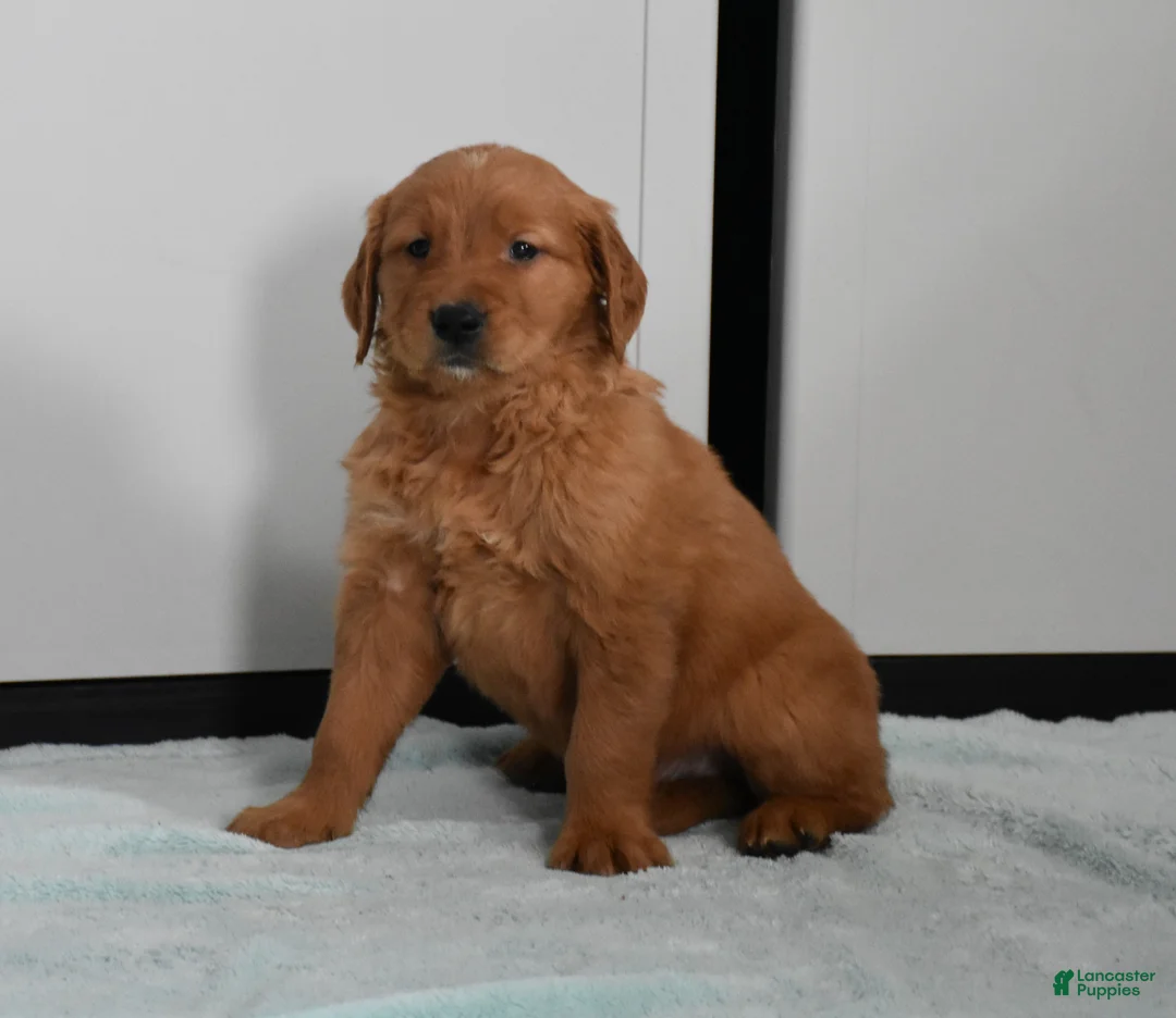 Golden Retriever dogs for sale: Tucker Genetic/OFA - Ad 4