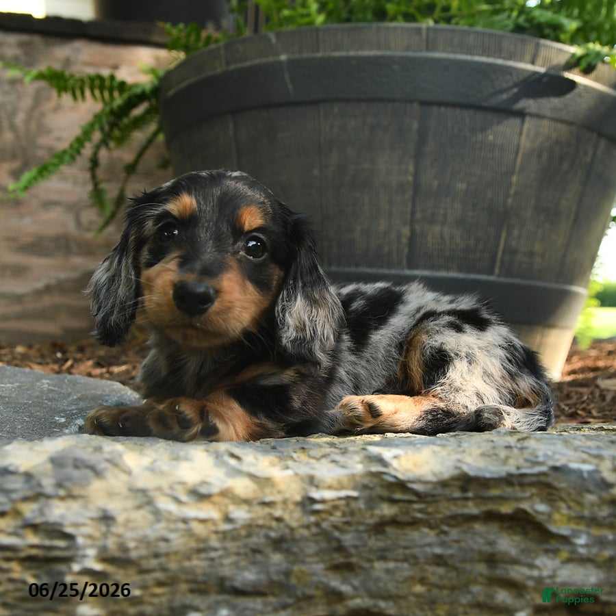 Miniature Dachshund dogs Clark - Ad 1