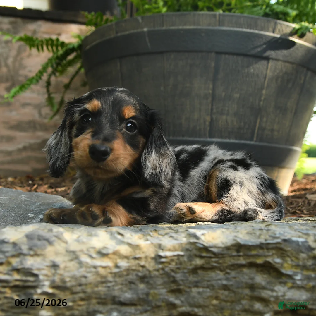 Miniature Dachshund dogs for sale: Clark - Ad 1