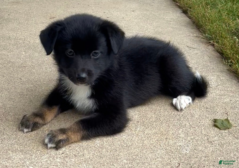 Mixed Breed dogs for sale: Jackson - Ad 3