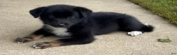 Mixed Breed dogs for sale: Jackson - Ad 1