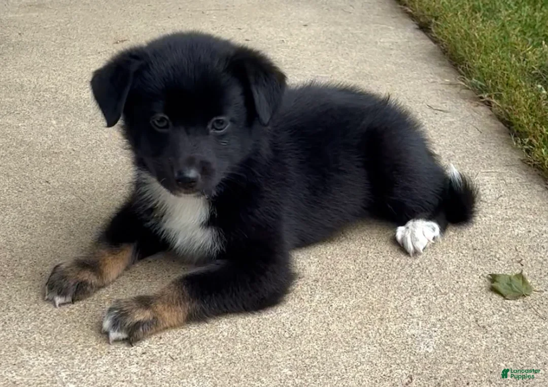 Mixed Breed dogs for sale: Jackson - Ad 1