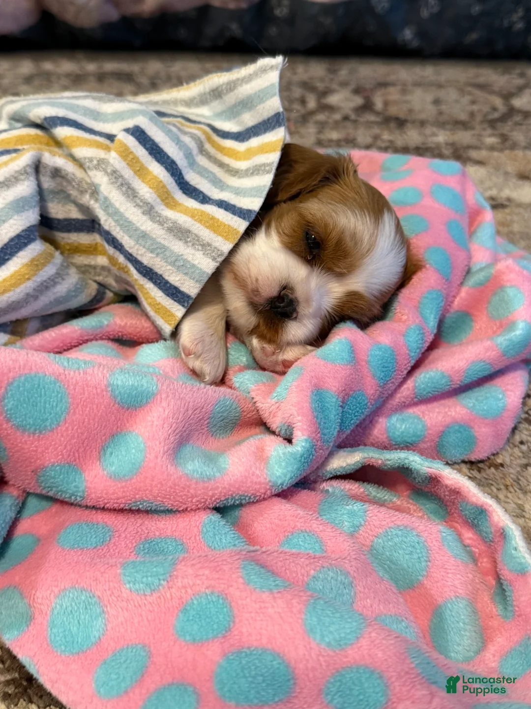 Cavalier King Charles Spaniel dogs for sale: Mandy Cavalier King Charles Spaniel  - Ad 9