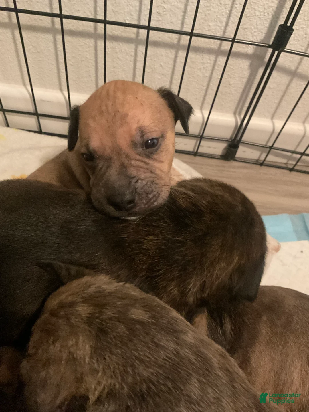 Mixed Breed dogs for sale: Mixed Breed Puppy 6 - Ad 1