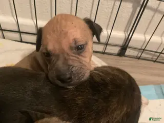 Mixed Breed dogs Mixed Breed Puppy 6 - Ad 8