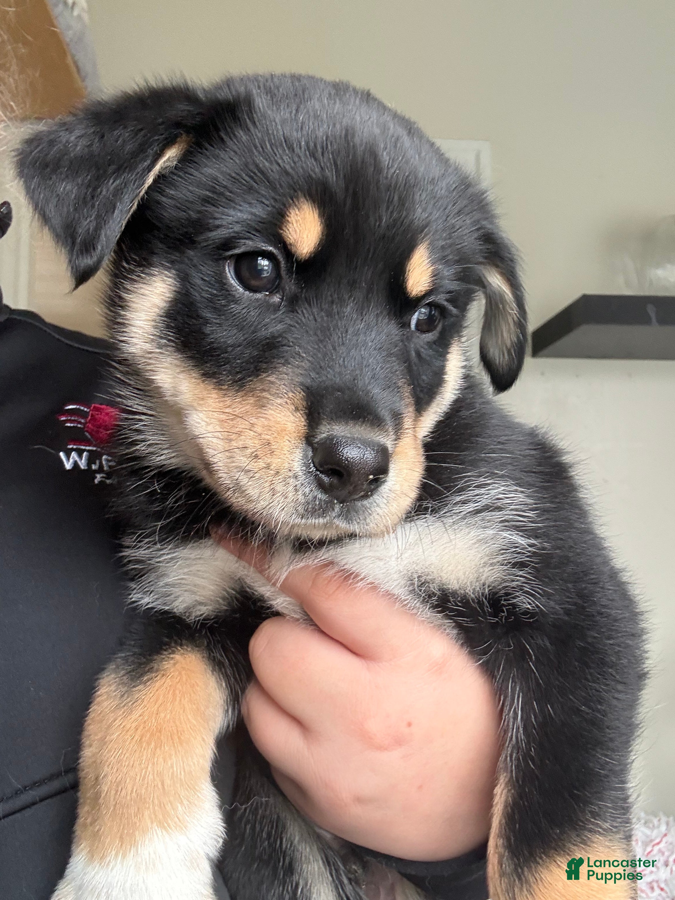 Mixed Breed dogs Rottsky Puppy 4 - Ad 8