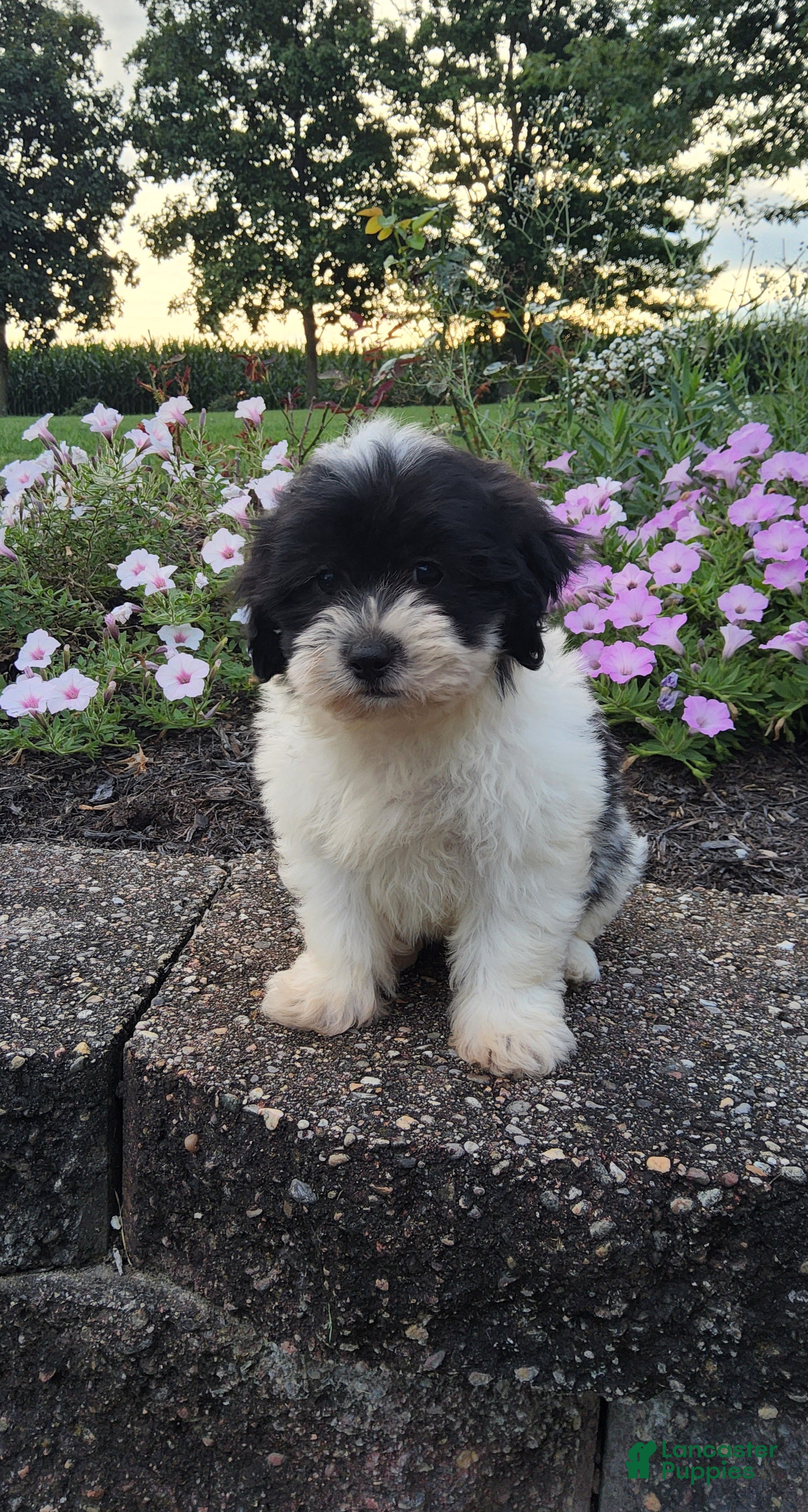Teddy Bear dogs Chloe - Ad 2
