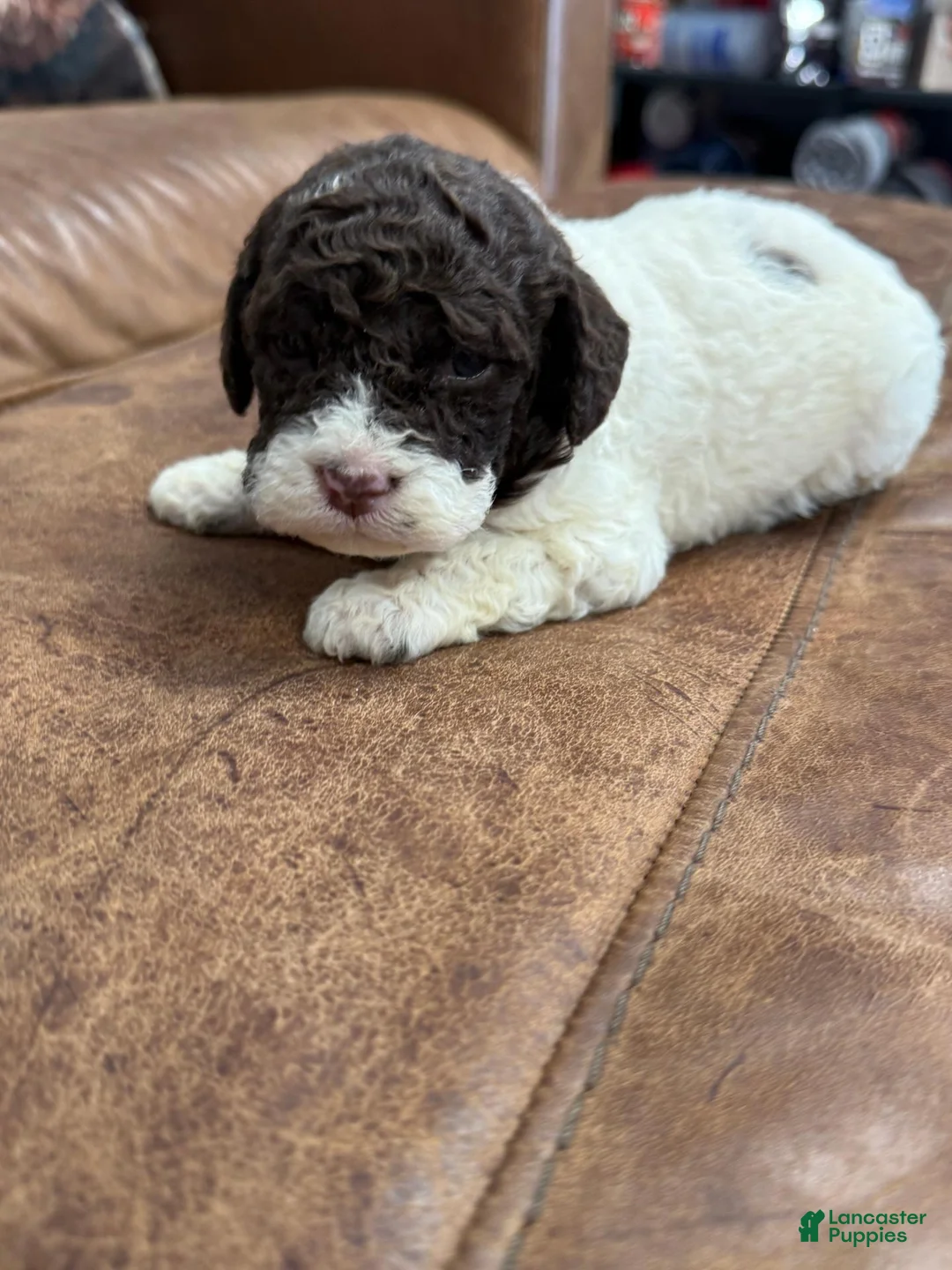Lagotto Romagnolo dogs for sale: Light purple collar Female - Ad 2