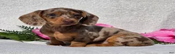 Miniature Dachshund dogs for sale: Cherish - Ad 5