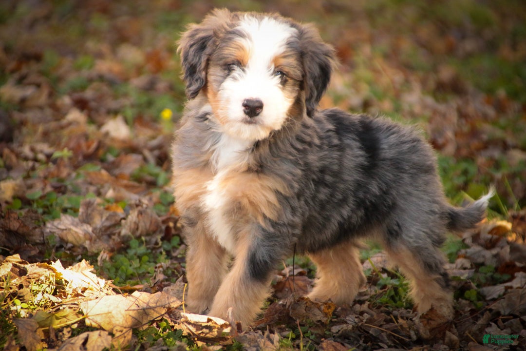 Mini Bernedoodle dogs Huck F1 Mini Bernedoodle  - Ad 1