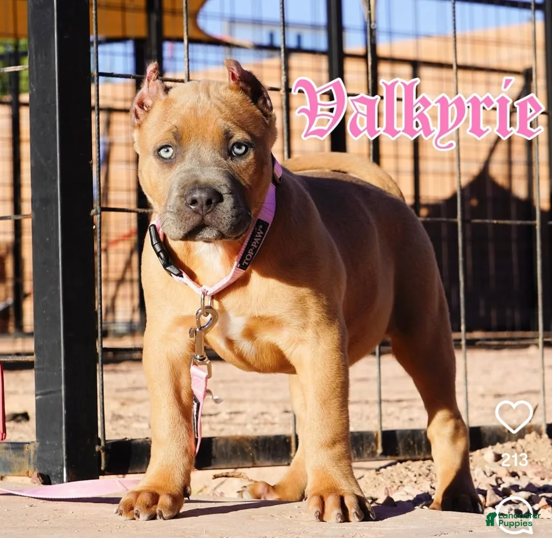 Gallery Image {{count}}