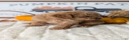 Mini Goldendoodle dogs for sale: Jill - Ad 10