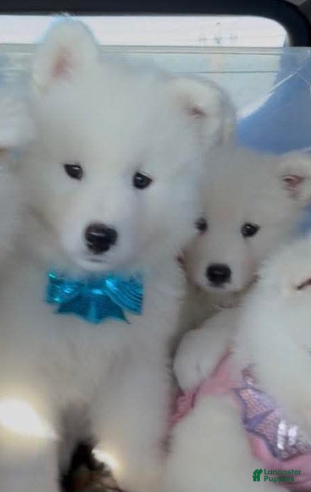 Samoyed dogs Snowball - Ad 28