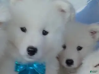 Samoyed dogs Snowball - Ad 28