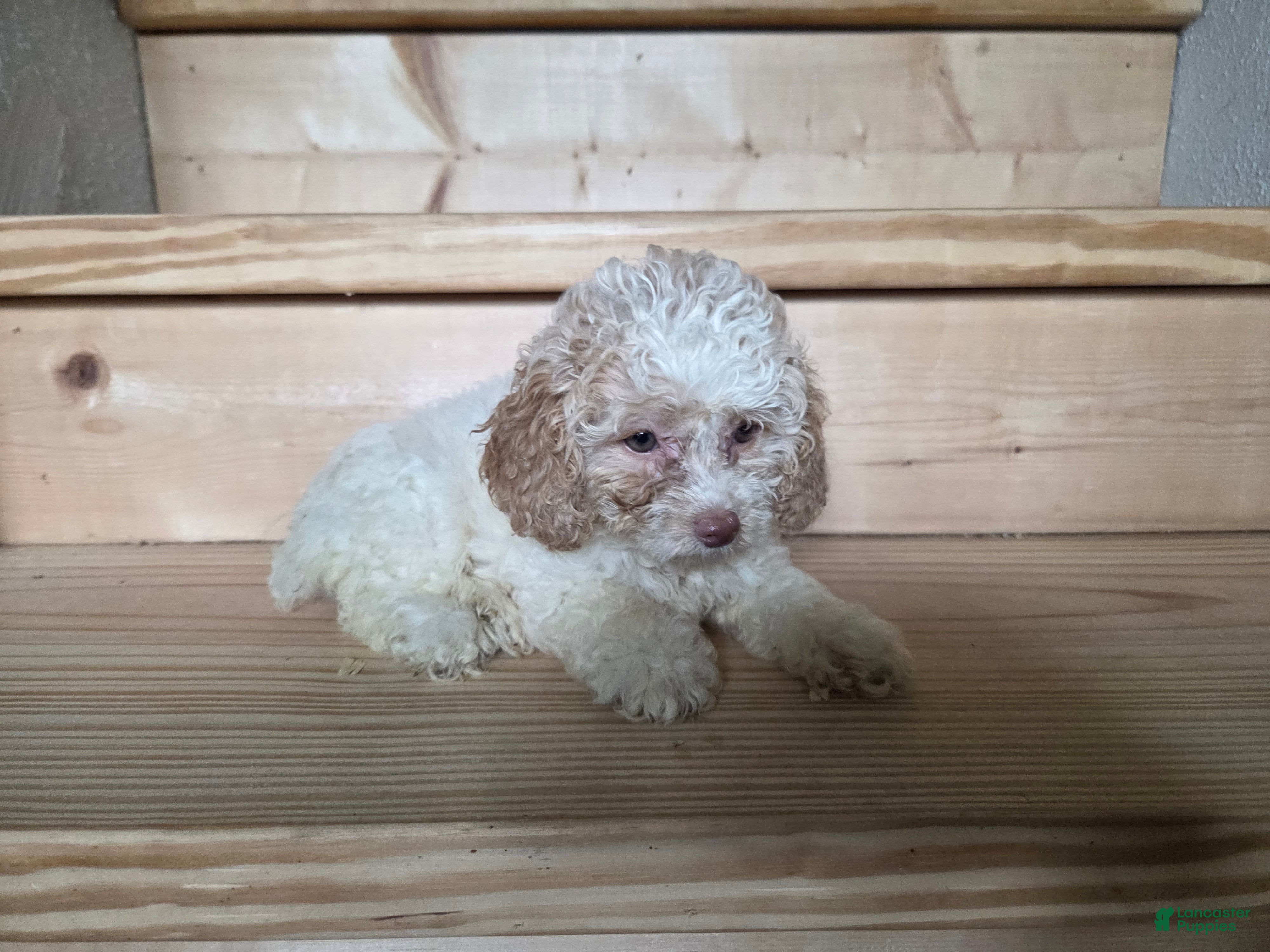 Cockapoo dogs Ruby - Ad 2