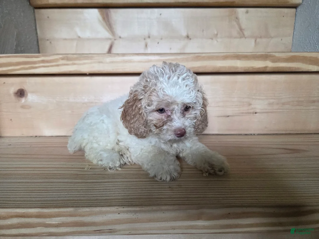 Cockapoo dogs for sale: Ruby - Ad 2