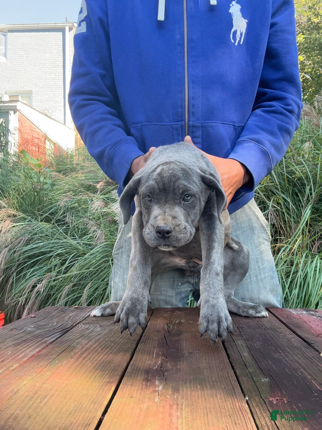 Cane Corso dogs for sale: Cane Corso Puppy 1 - Ad 3
