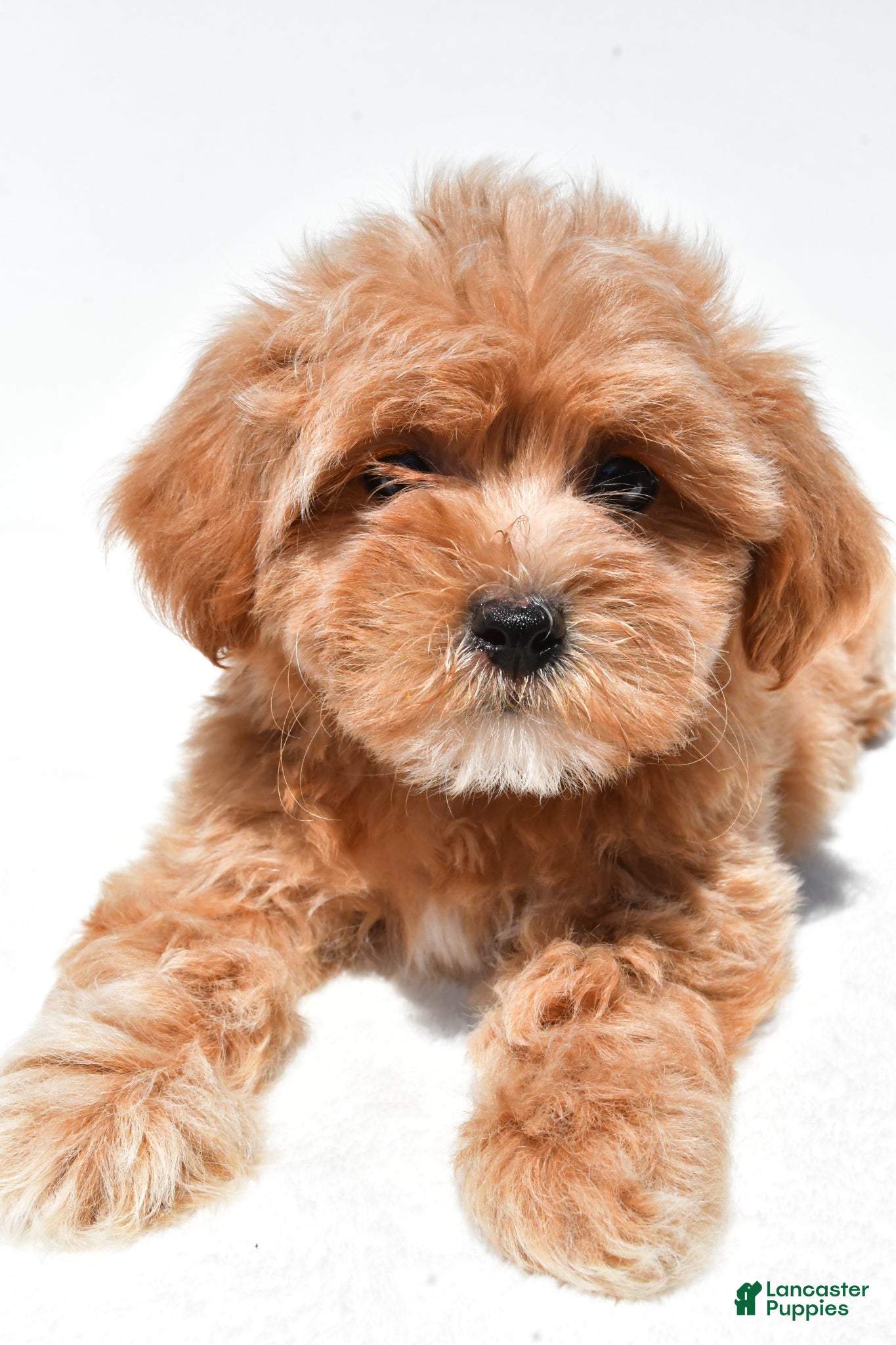 Shihpoo dogs Princess - Ad 2
