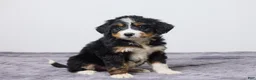 Bernedoodle dogs for sale: Kelly - Ad 4