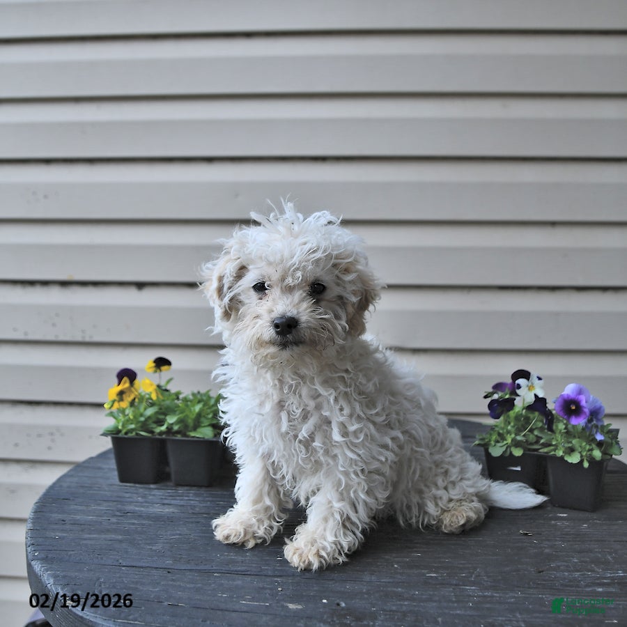Toy Poodle dogs Wyatt  - Ad 1