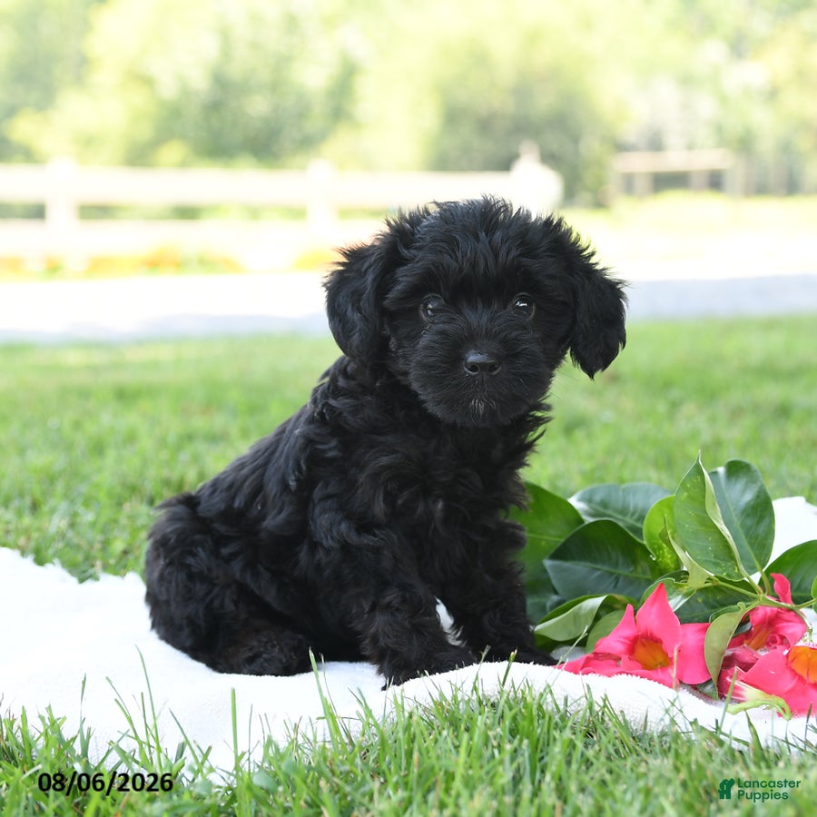 Yorkiepoo dogs Bella Stella - Ad 1