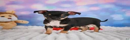 Chihuahua dogs for sale: Charlie - Ad 15
