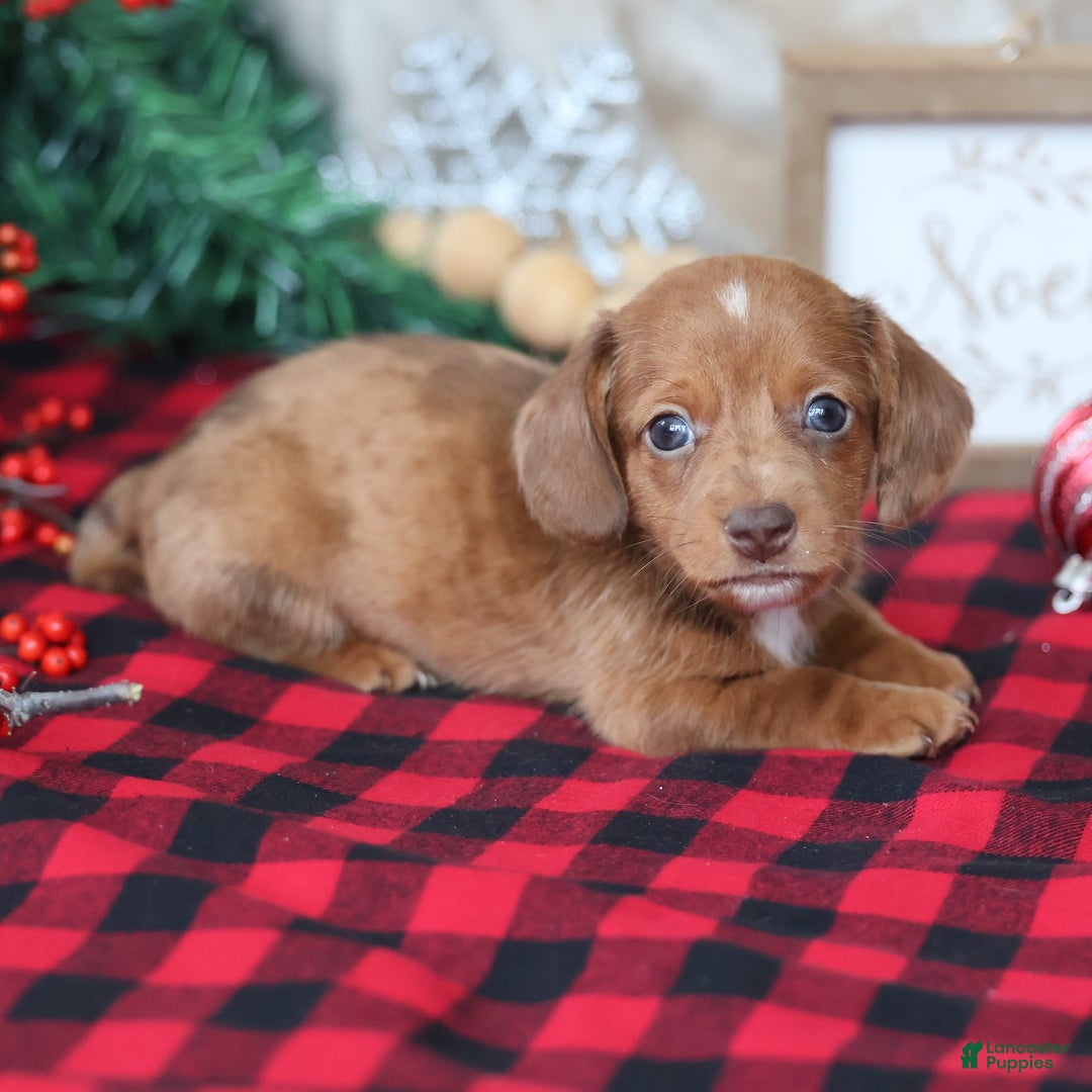Miniature Dachshund dogs for sale: Star  - Ad 7