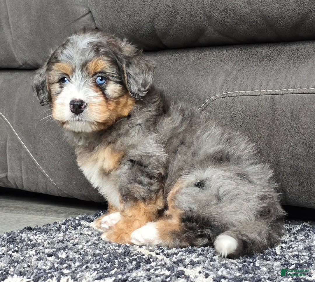 Mini Bernedoodle dogs for sale: Mini Watts - Ad 9