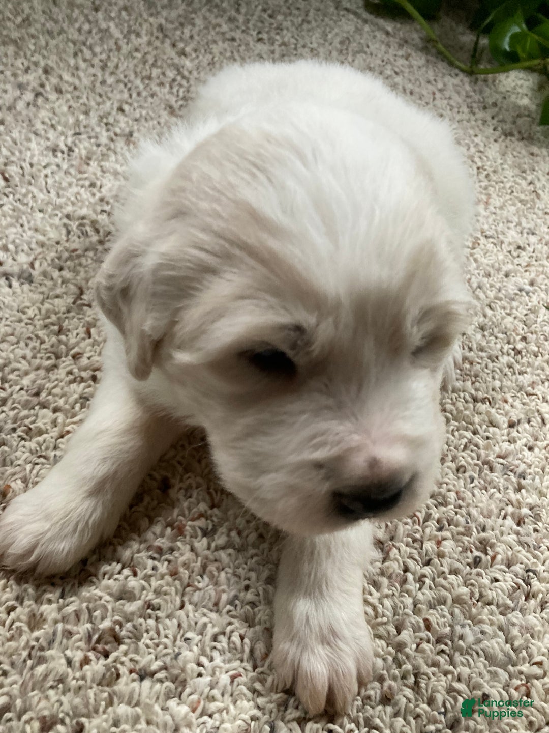 Great Pyrenees dogs for sale: Great Pyrenees Male Puppy - Green  - Ad 6