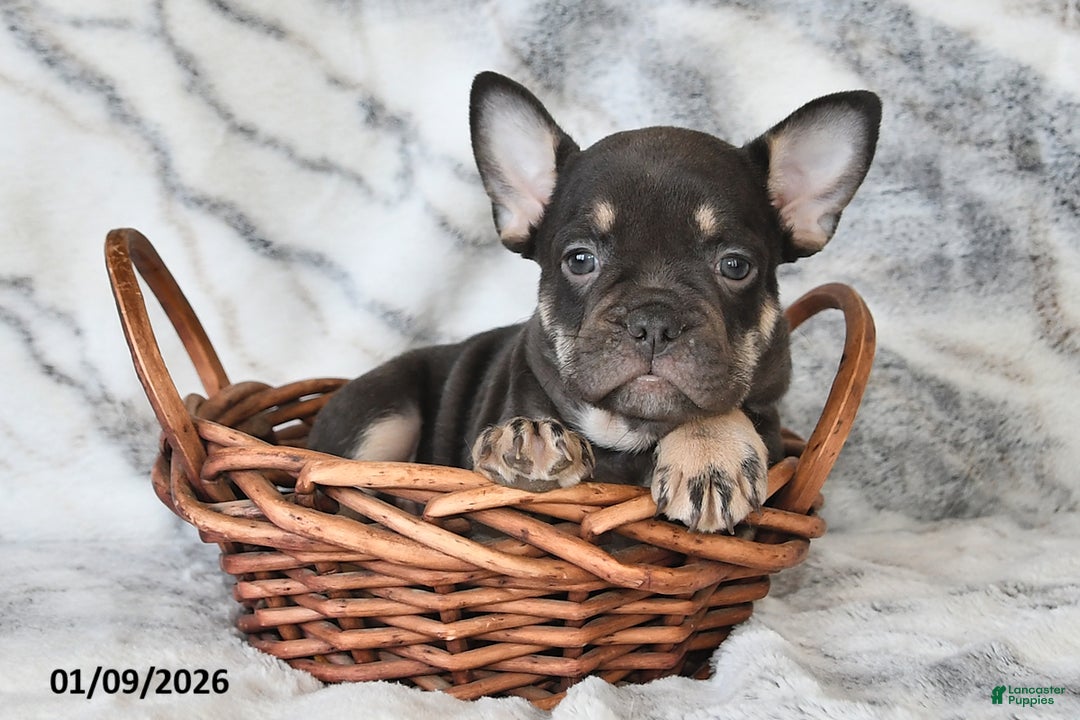 Mixed Breed dogs for sale: Neil - Ad 1