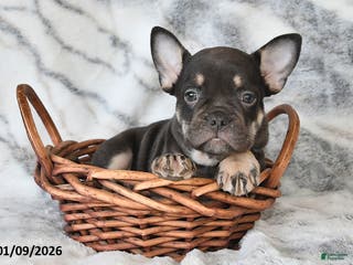 Mixed Breed dogs Neil - Ad 24