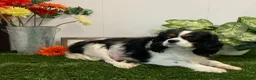 Cavalier King Charles Spaniel dogs for sale: KING - Ad 2