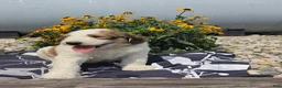 Mixed Breed dogs for sale: Rock - Ad 6